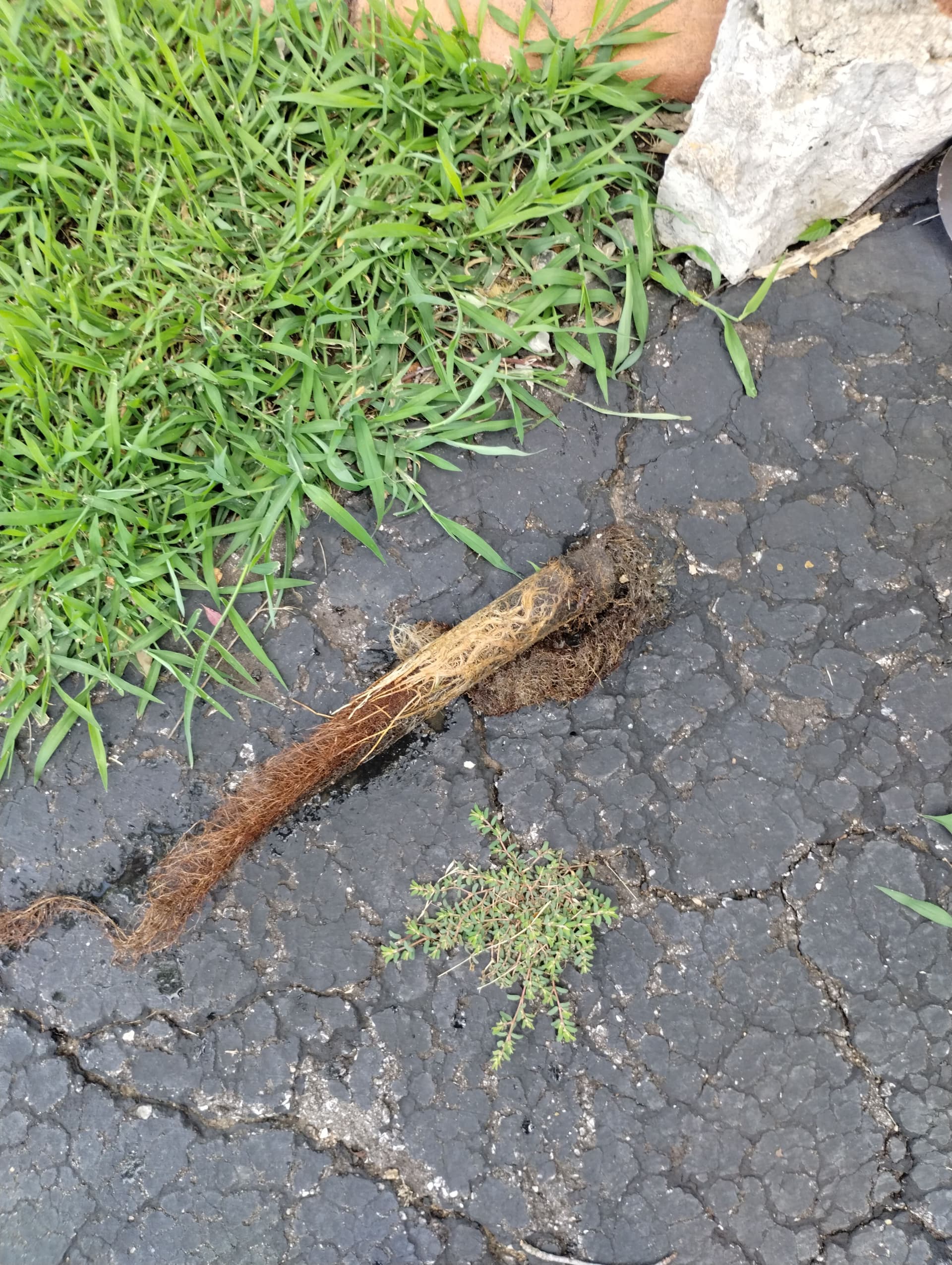 Gallery photos for Root Intrusion Killed This Sump Discharge Line in Raytown: Image #2